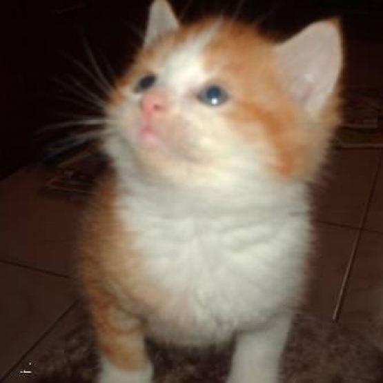 Image pour l'annonce Donne chaton femelle