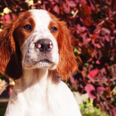 Image pour l'annonce Setter Irlandais rouge et blanc