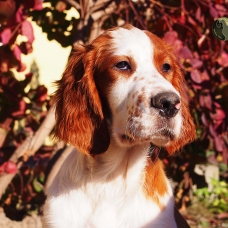 Image pour l'annonce Setter Irlandais rouge et blanc