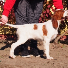 Image pour l'annonce Setter Irlandais rouge et blanc