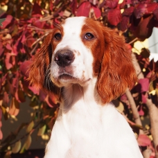 Image pour l'annonce Setter Irlandais rouge et blanc