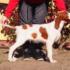 Image pour l'annonce Setter Irlandais rouge et blanc