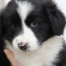 Image pour l'annonce Réservez votre chiot Border collie pour Noel