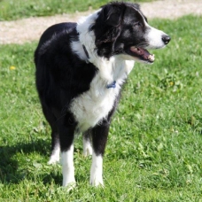 Image pour l'annonce Réservez votre chiot Border collie pour Noel