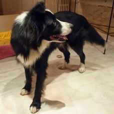 Image pour l'annonce Réservez votre chiot Border collie pour Noel