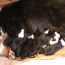Image pour l'annonce Réservez votre chiot Border collie pour Noel