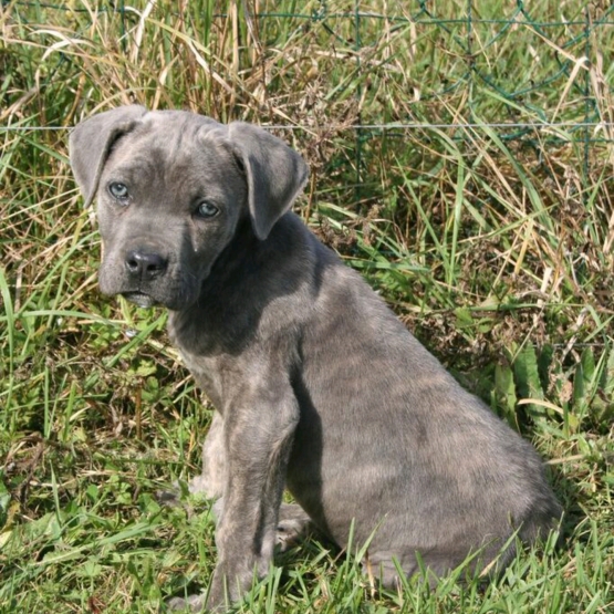 Image pour l'annonce Chiot Cane corso