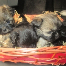 Image pour l'annonce Chiots shih tzu non LOF