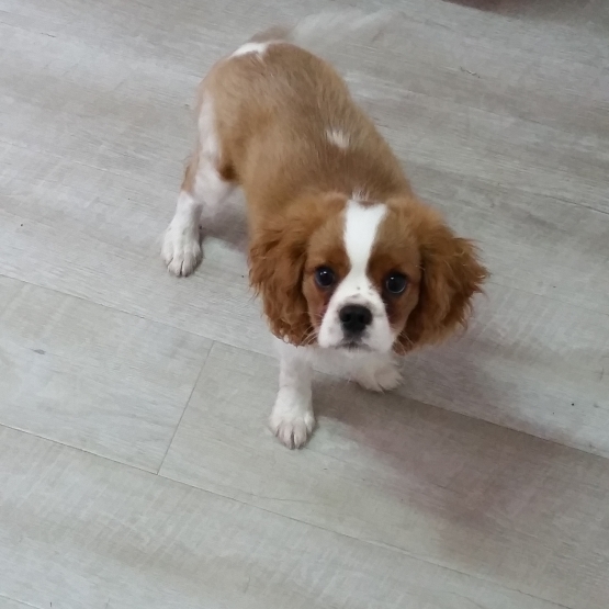 Image pour l'annonce Chiot Cavalier King Charles 4 Mois