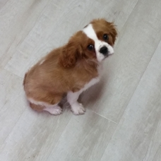 Image pour l'annonce Chiot Cavalier King Charles 4 Mois