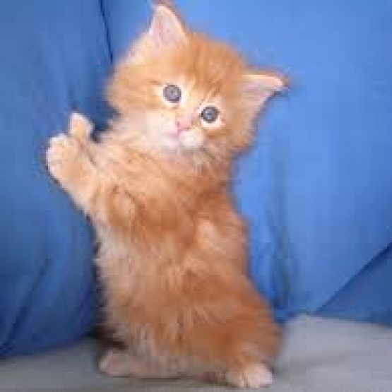 Image pour l'annonce chatons