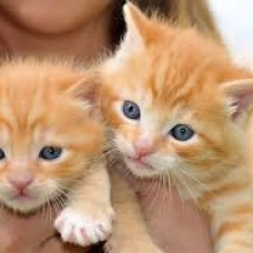 Image pour l'annonce chatons