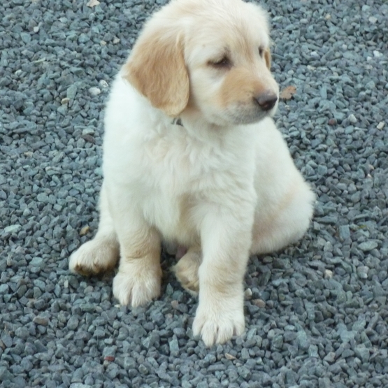 Image pour l'annonce A réserver chiots race HOVAWART