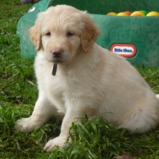 Image pour l'annonce A réserver chiots race HOVAWART