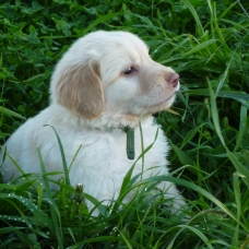 Image pour l'annonce A réserver chiots race HOVAWART
