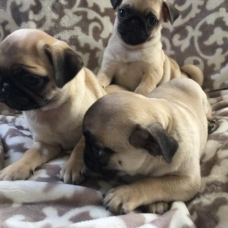 Image pour l'annonce Vends Chiots carlin