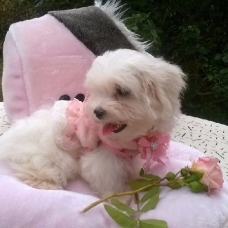 Image pour l'annonce Chiot bichon maltais mâle