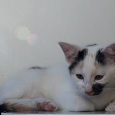 Image pour l'annonce Donne 2 chatons tricolores