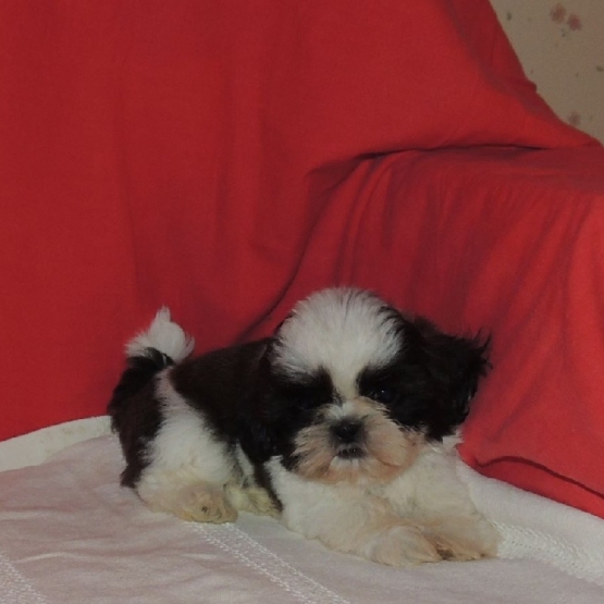 Image pour l'annonce magnifique chiot de type Shih tzu femelle non lof