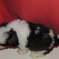 Image pour l'annonce magnifique chiot de type Shih tzu femelle non lof