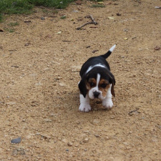 Image pour l'annonce magnifique chiot type beagle  mâle