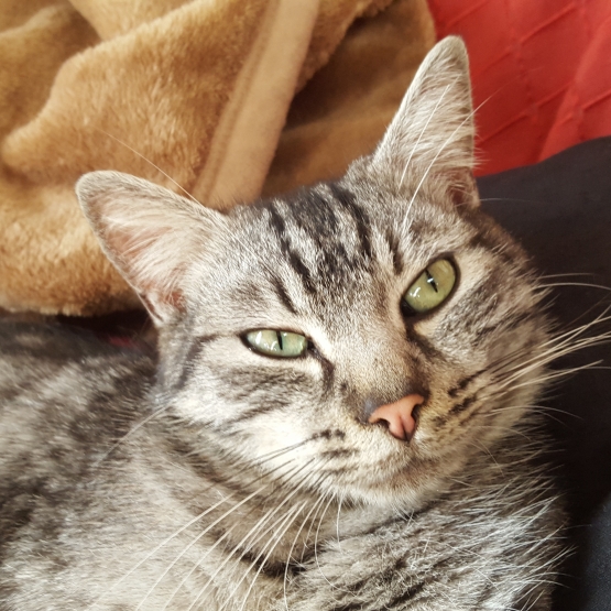 Image pour l'annonce DONNE TRES JOLIE CHAT GRIS TIGRE