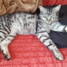 Image pour l'annonce DONNE TRES JOLIE CHAT GRIS TIGRE