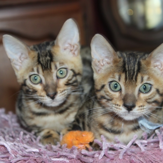 Image pour l'annonce 5 chatons bengal LOOF