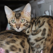 Image pour l'annonce 5 chatons bengal LOOF