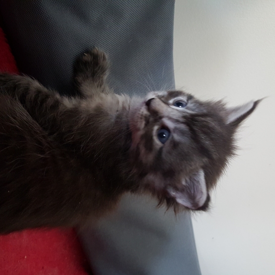 Image pour l'annonce chatons maine coon loof