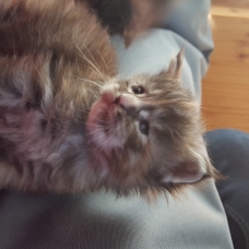 Image pour l'annonce chatons maine coon loof