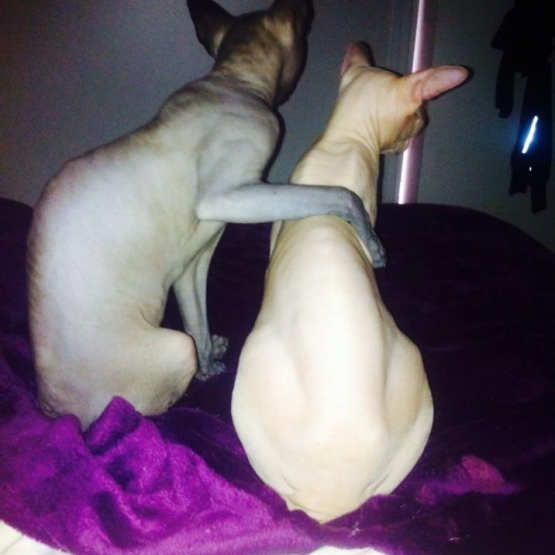 Image pour l'annonce 5 chatons Sphynx gene vairon