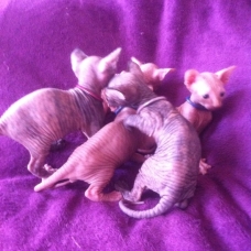 Image pour l'annonce 5 chatons Sphynx gene vairon