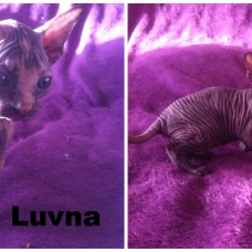 Image pour l'annonce 5 chatons Sphynx gene vairon