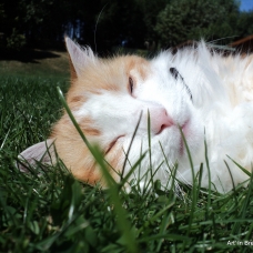 Image pour l'annonce Shooting Photos Animaux