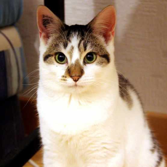 Image pour l'annonce Keijo, jeune et joli chat à adopter