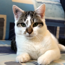 Image pour l'annonce Keijo, jeune et joli chat à adopter