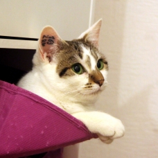 Image pour l'annonce Keijo, jeune et joli chat à adopter