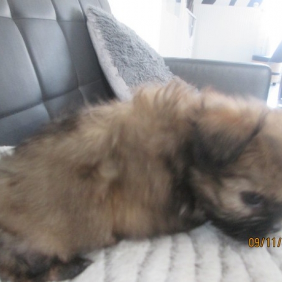 Image pour l'annonce Chiot shih tzu non LOF