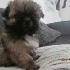 Image pour l'annonce Chiot shih tzu non LOF