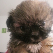 Image pour l'annonce Chiot shih tzu non LOF