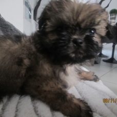 Image pour l'annonce Chiot shih tzu non LOF