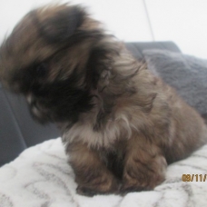 Image pour l'annonce Chiot shih tzu non LOF