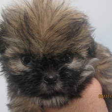 Image pour l'annonce Chiot shih tzu non LOF