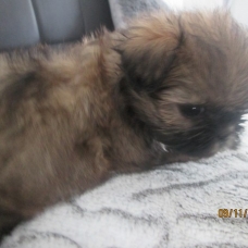 Image pour l'annonce Chiot shih tzu non LOF
