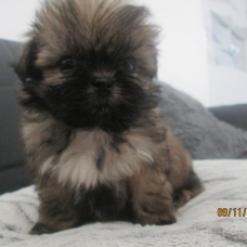 Image pour l'annonce Chiot shih tzu non LOF