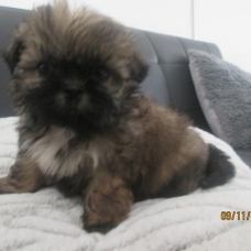 Image pour l'annonce Chiot shih tzu non LOF