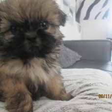 Image pour l'annonce Chiot shih tzu non LOF