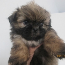 Image pour l'annonce Chiot shih tzu non LOF