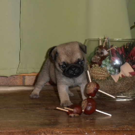 Image pour l'annonce Chiot Carlin femelle tres joueuse